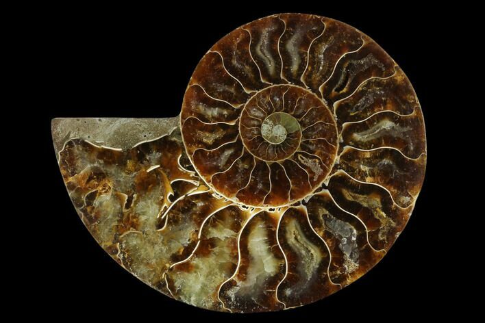 Agatized Ammonite Fossil (Half) - Madagascar #139691
